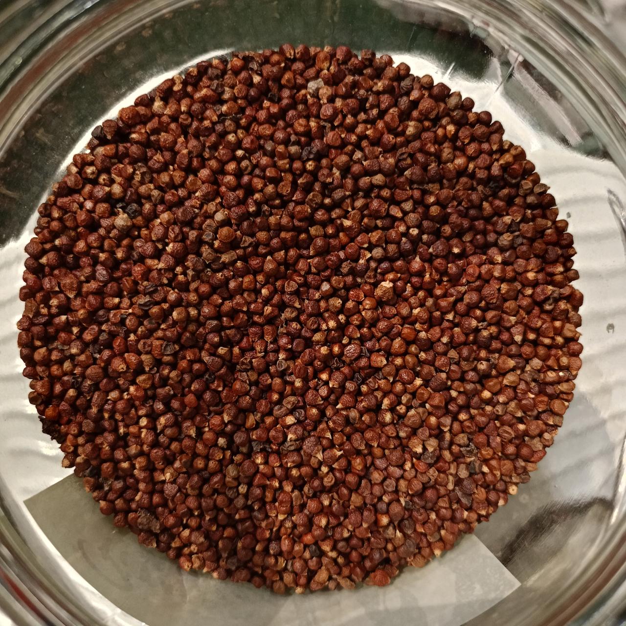 Pimienta Melegueta Granos del paraiso