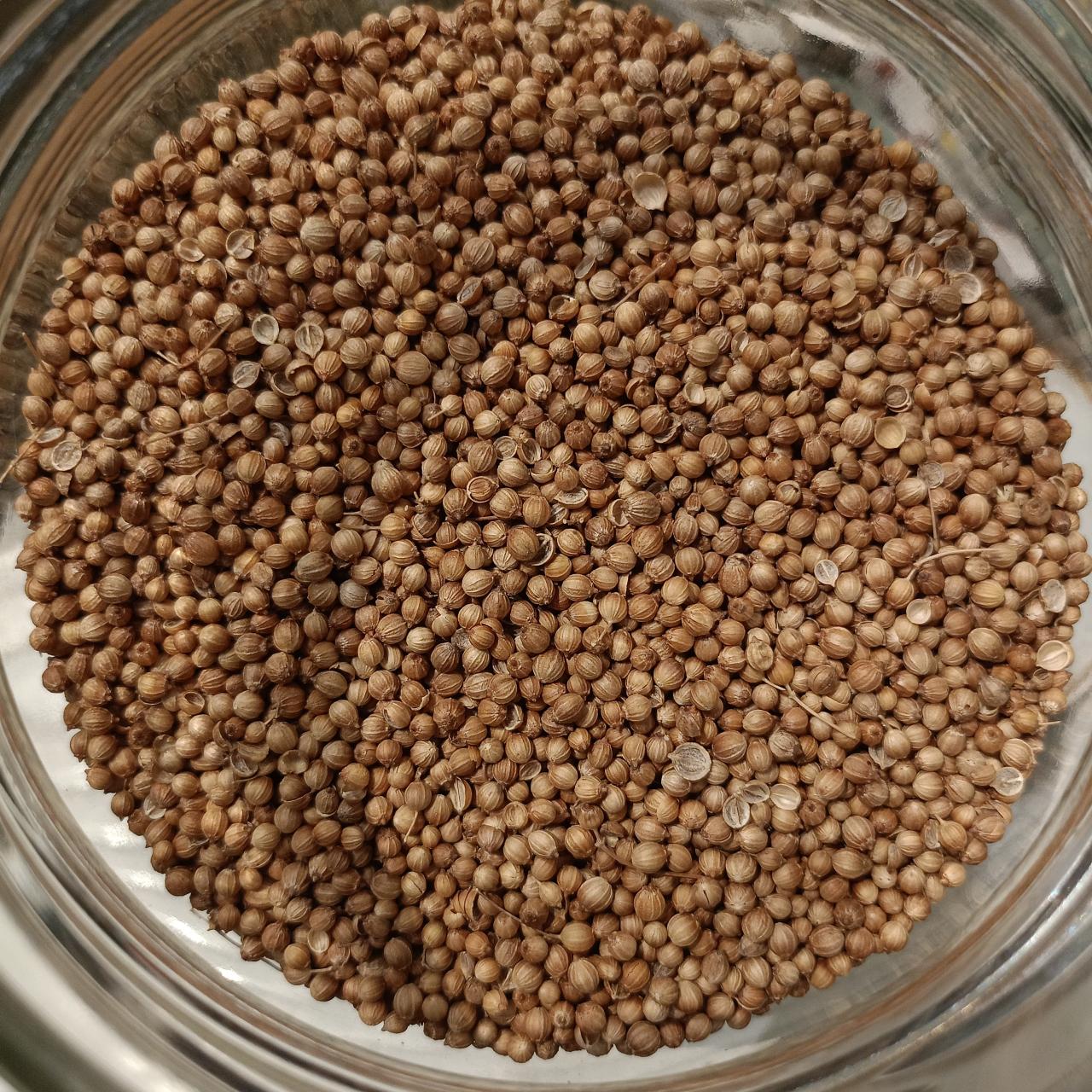cilantro grano
