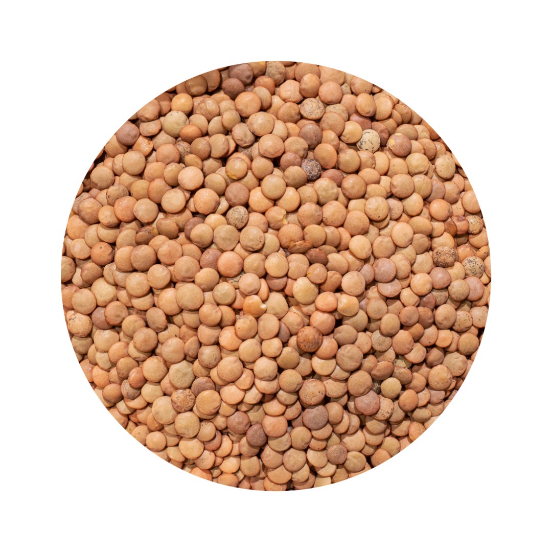 lenteja castellana bio