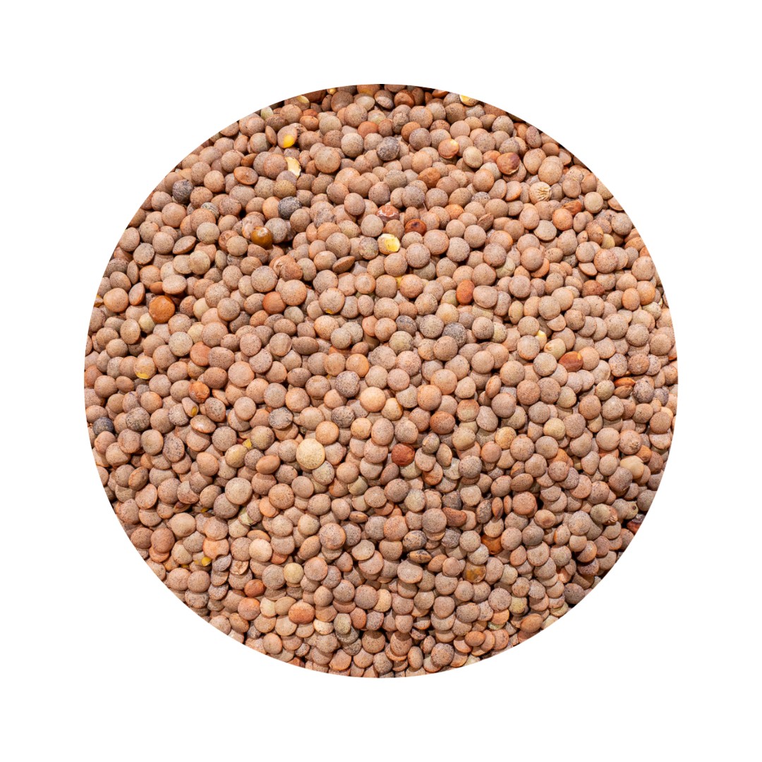 lenteja pardina bio